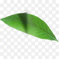 高清摄影绿色单片树叶-空若网 高清摄影绿色单片树叶-空若网