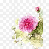 Ψ��ˮ���ֻ��ʻ�-������