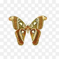 漂亮的蝴蝶-空若网 漂亮的蝴蝶-空若网