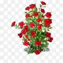 红色玫瑰丛-空若网 红色玫瑰丛-空若网
