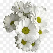 ��ɫС�����¸���-������