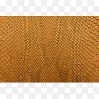 Ƥ�ﱳ��-������