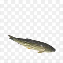 生鲜鱼-空若网 生鲜鱼-空若网