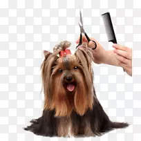 狗毛猫宠物大衣-漂亮狗??梳子剪刀-空若网 狗毛猫宠物大衣-漂亮狗??梳子剪刀-空若网