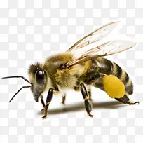 ��ë�۷�-������