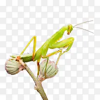 һֻ��ɫ������ز�-������