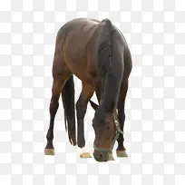 吃草的马png素材-空若网 吃草的马png素材-空若网