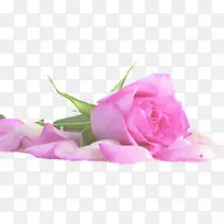 摄影紫色的玫瑰花效果摄影-空若网 摄影紫色的玫瑰花效果摄影-空若网