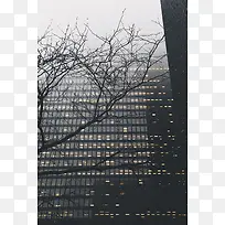 冬季宿舍干枯树枝-空若网 冬季宿舍干枯树枝-空若网