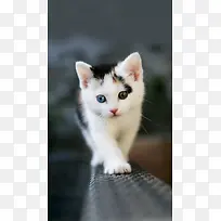大眼可爱猫咪姿势-空若网 大眼可爱猫咪姿势-空若网
