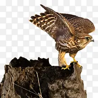 高清摄影正在觅食的老鹰-空若网 高清摄影正在觅食的老鹰-空若网