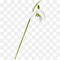 沁人心脾的白色花朵-空若网 沁人心脾的白色花朵-空若网