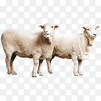 高清摄影高原上的羚羊-空若网 高清摄影高原上的羚羊-空若网