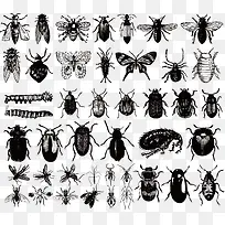 ����ڰױ걾ʸ���ز�-������