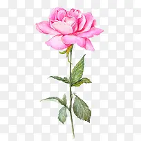 盛开的玫瑰花-空若网 盛开的玫瑰花-空若网