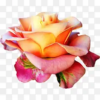 盛开的粉色玫瑰-空若网 盛开的粉色玫瑰-空若网