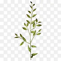 叶子-空若网 叶子-空若网