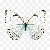 半透明蝴蝶-空若网 半透明蝴蝶-空若网