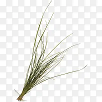 ÔÓ²Ý×°ÊÎËØ²Ä-¿ÕÈôÍø ÔÓ²Ý×°ÊÎËØ²Ä-¿ÕÈôÍø