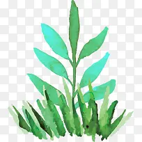 ��ɫˮ�ʲݵ�С��-������