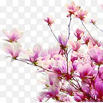 高清摄影粉红色桃花景深效果-空若网 高清摄影粉红色桃花景深效果-空若网