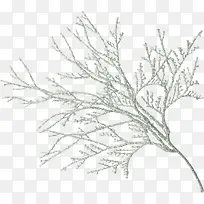 ��ѩ��֦-������