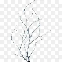白色的树枝-空若网 白色的树枝-空若网