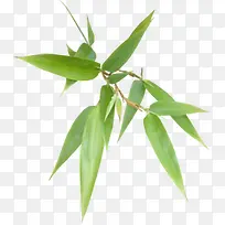 ��Ҷ��png�ز�-������