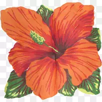 木槿开花植物-木槿花-空若网 木槿开花植物-木槿花-空若网