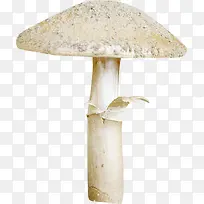 白色猴头菇-空若网 白色猴头菇-空若网