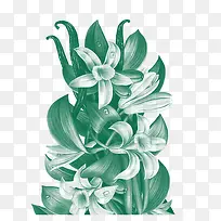 �ֻ�ֲ�ﻨ����Ҷ��ϸ�ֻ�-������