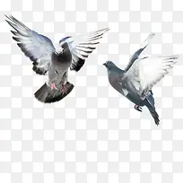 翅膀-空若网 翅膀-空若网