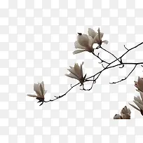 粉色玉兰花-空若网 粉色玉兰花-空若网