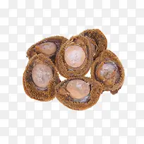 精品鲍鱼设计素材-空若网 精品鲍鱼设计素材-空若网