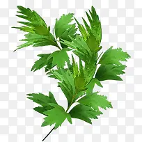 绿色 艾草 叶子-空若网 绿色 艾草 叶子-空若网
