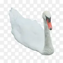 白色天鹅蹲着造型-空若网 白色天鹅蹲着造型-空若网