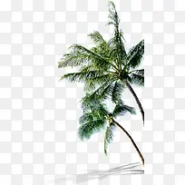 椰子树-空若网 椰子树-空若网