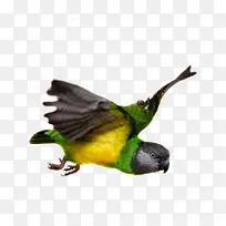 彩色 鹦鹉-空若网 彩色 鹦鹉-空若网