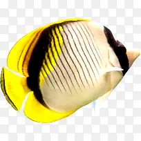 摄影海底小鱼效果图-空若网 摄影海底小鱼效果图-空若网