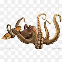 高清摄影海里的章鱼-空若网 高清摄影海里的章鱼-空若网