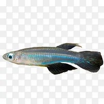 高清摄影在深海的一条鱼-空若网 高清摄影在深海的一条鱼-空若网