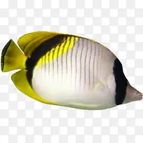 高清摄影来自深海的一条鱼-空若网 高清摄影来自深海的一条鱼-空若网