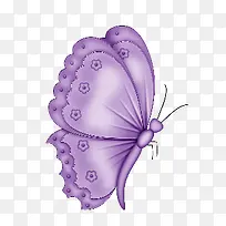 紫色蝴蝶-空若网 紫色蝴蝶-空若网