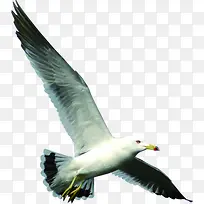 摄影夏日大雁飞翔姿势图-空若网 摄影夏日大雁飞翔姿势图-空若网