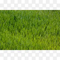 绿地草地背景-空若网 绿地草地背景-空若网