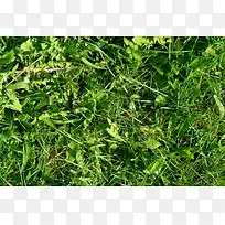 草地背景底纹-空若网 草地背景底纹-空若网