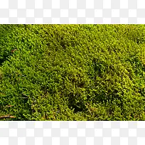 草地植物背景-空若网 草地植物背景-空若网