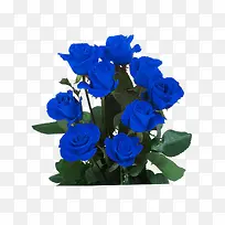 蓝色玫瑰-空若网 蓝色玫瑰-空若网