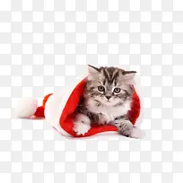 圣诞节红色帽子可爱猫咪素材图片-空若网 圣诞节红色帽子可爱猫咪素材图片-空若网