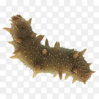 矢量海参数据素材-空若网 矢量海参数据素材-空若网